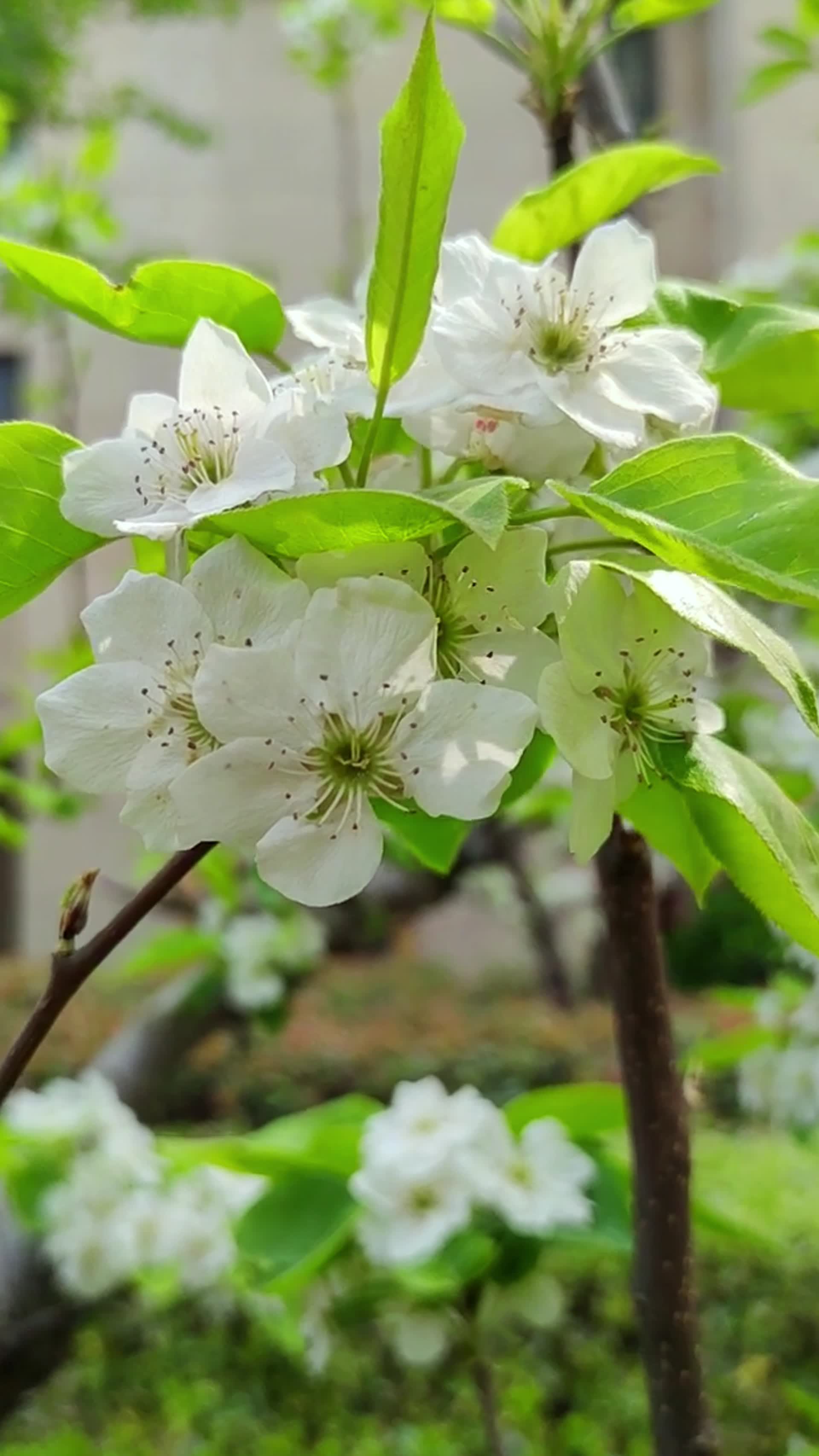 节气花卉梨花视频的预览图