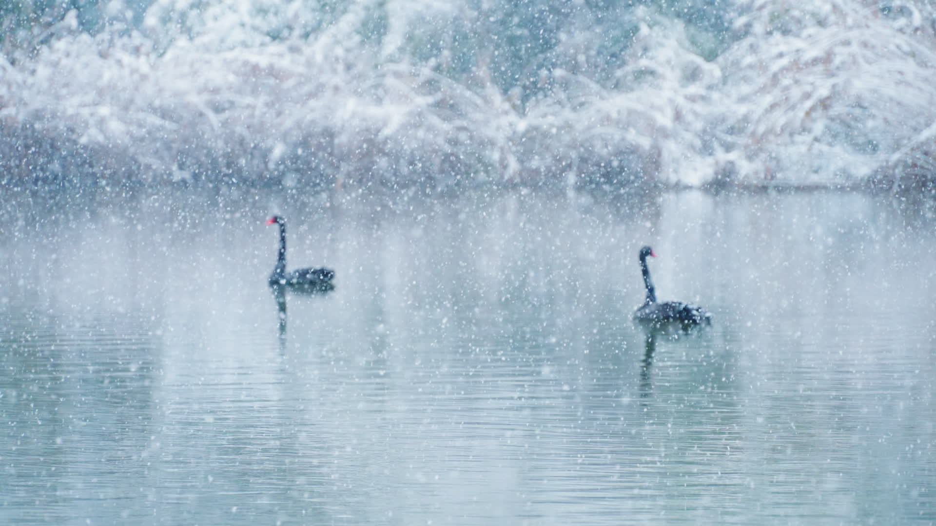 观山湖公园红嘴海鸥视频的预览图