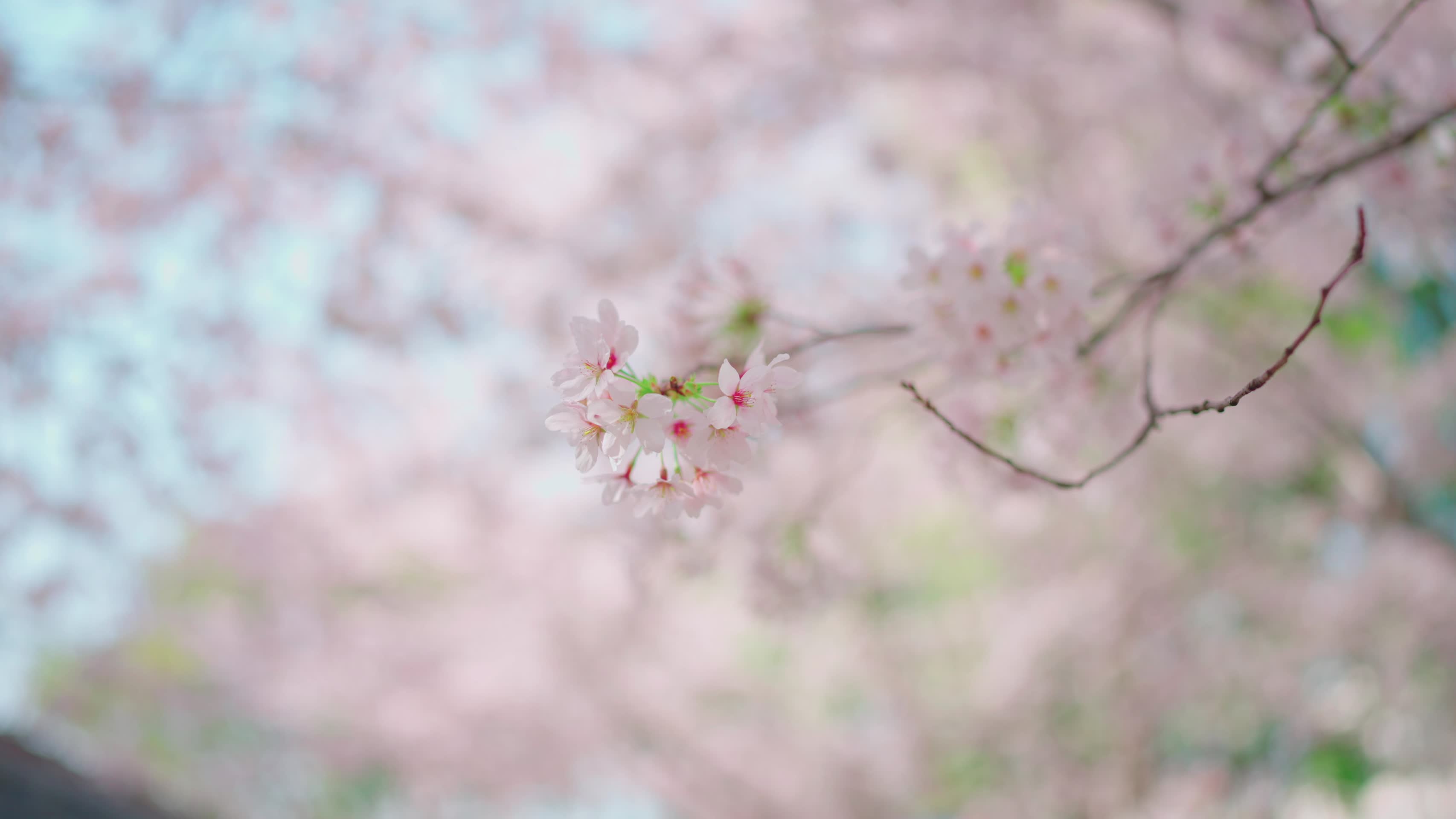 唯美的樱花视频的预览图