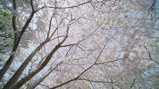 樱花盛开的季节视频的预览图