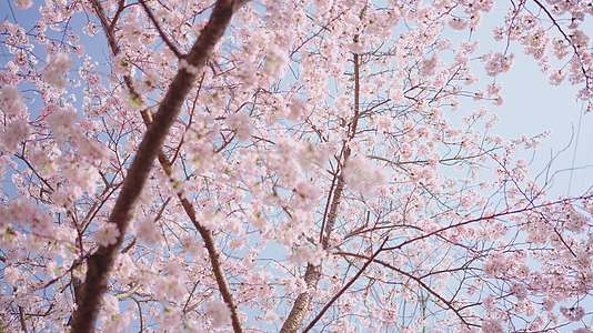 樱花盛开的季节视频的预览图