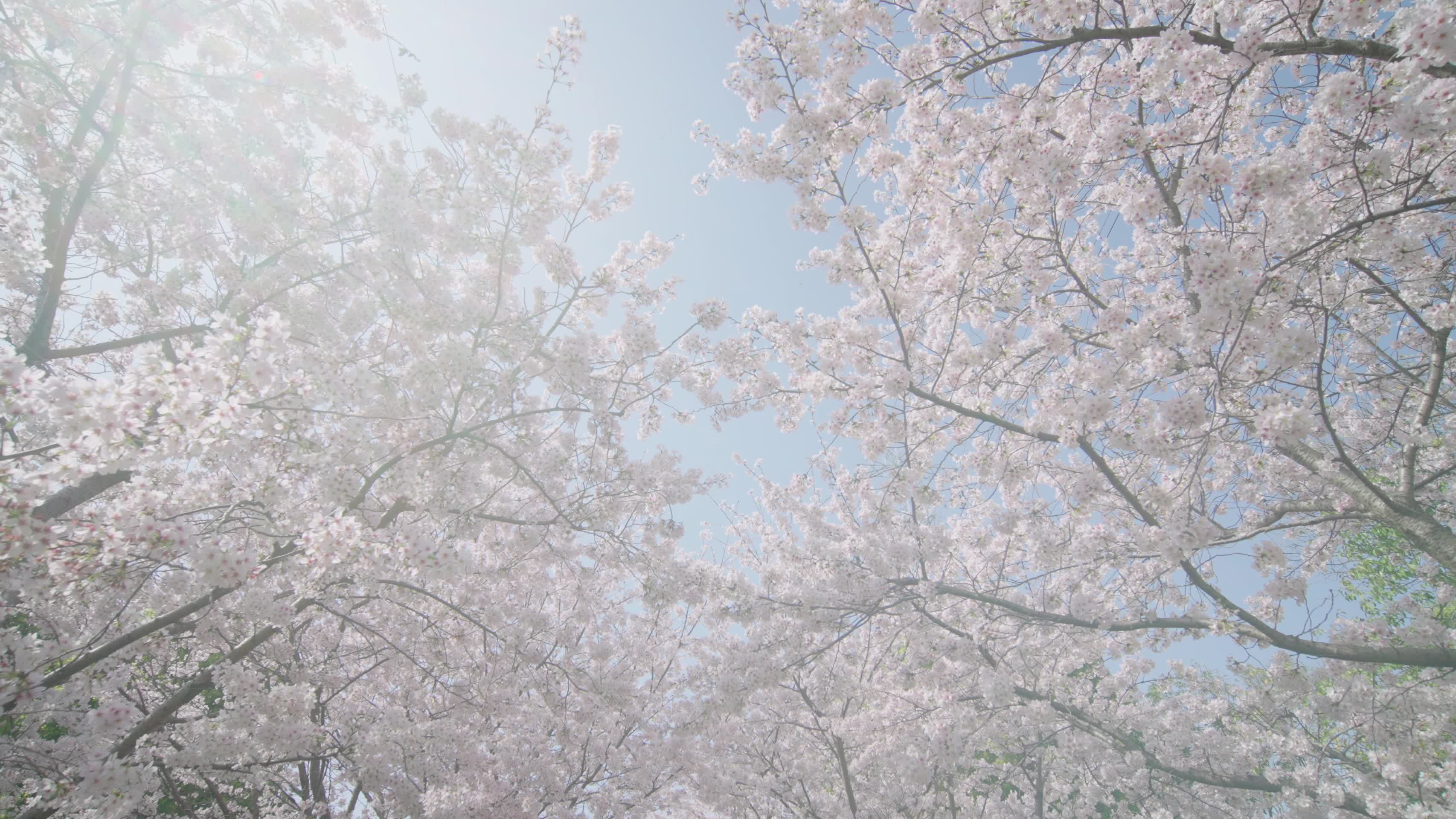 唯美的樱花视频的预览图