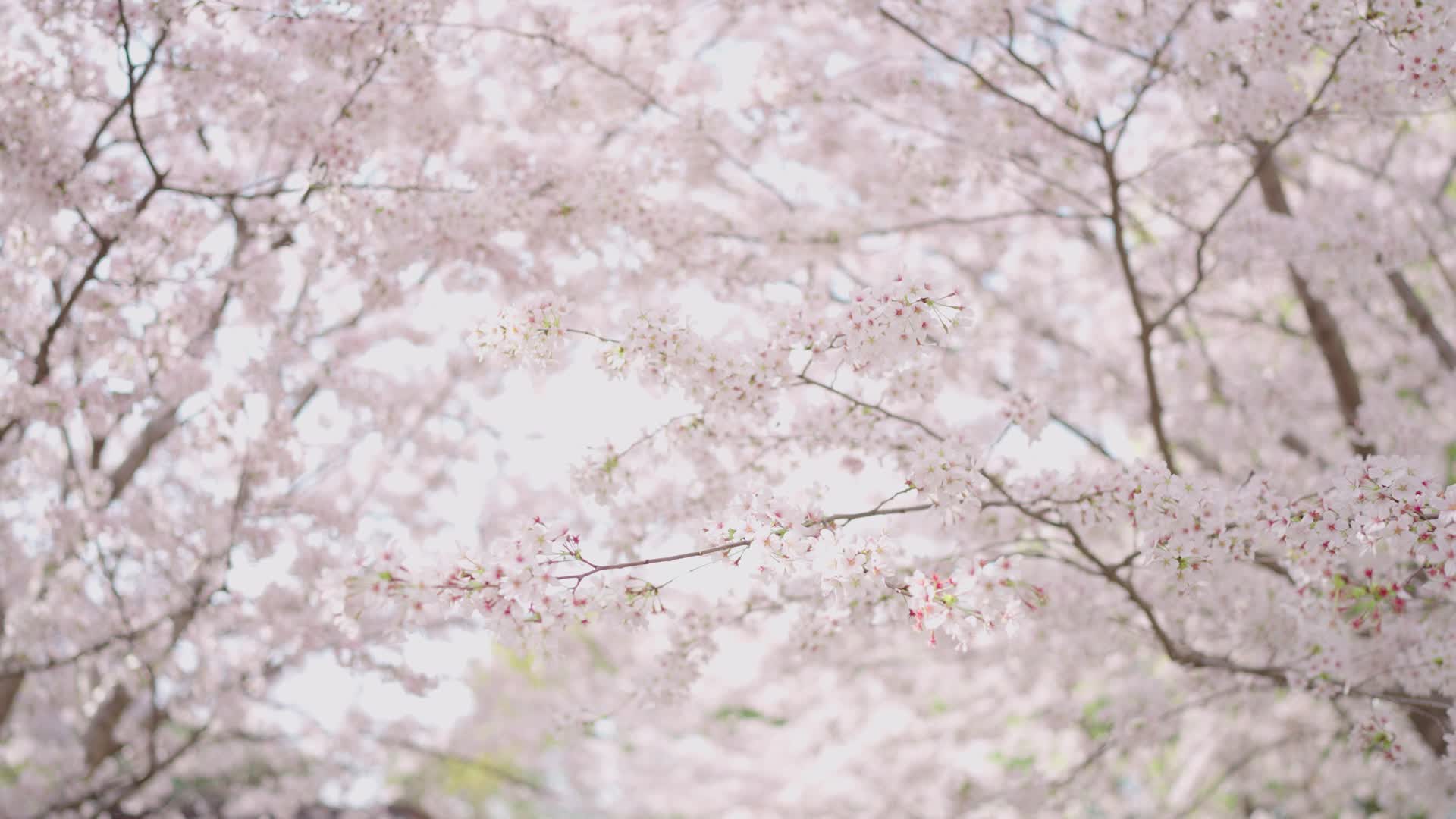 大片盛开的樱花视频的预览图