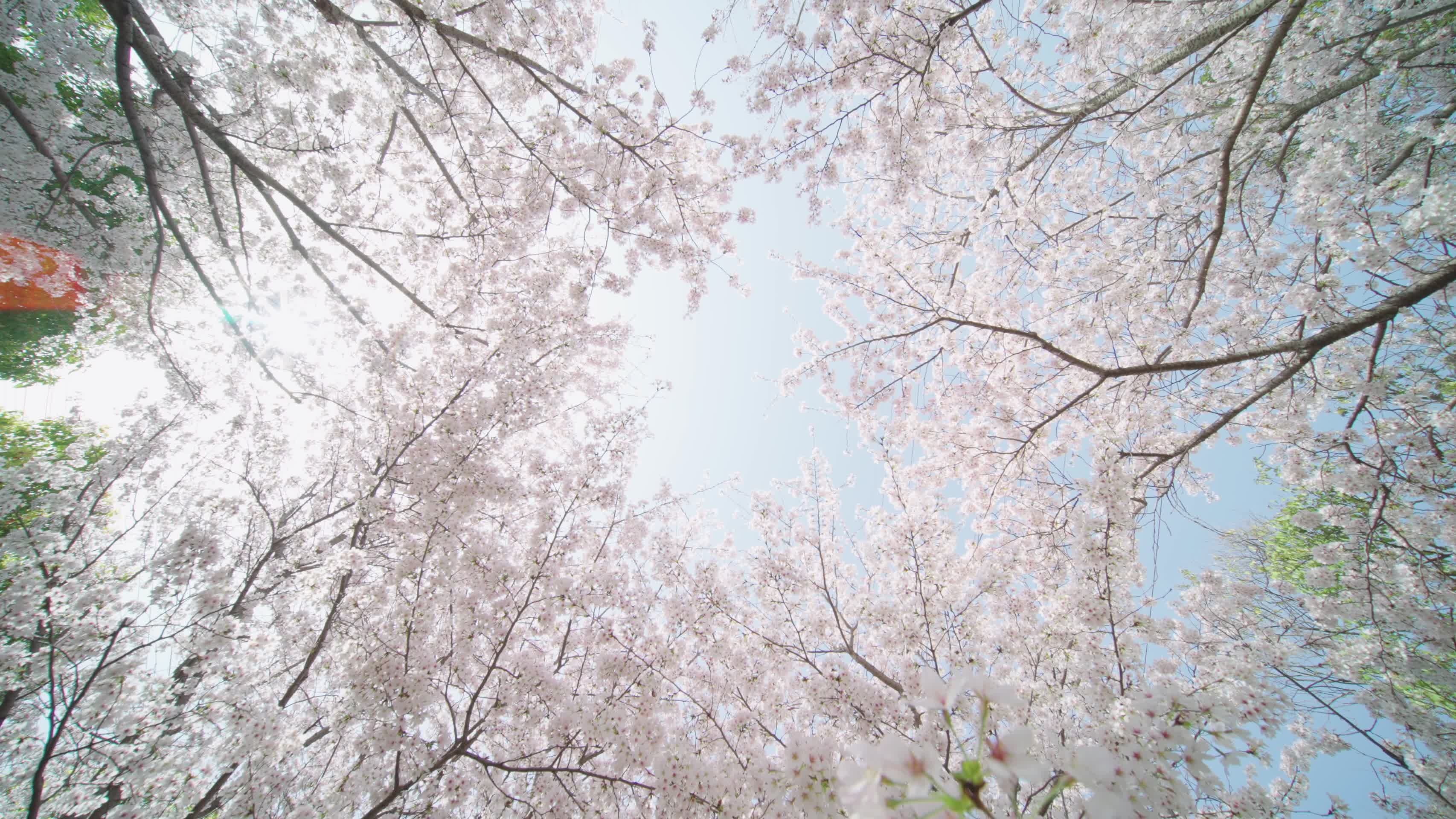 大片盛开的樱花视频的预览图