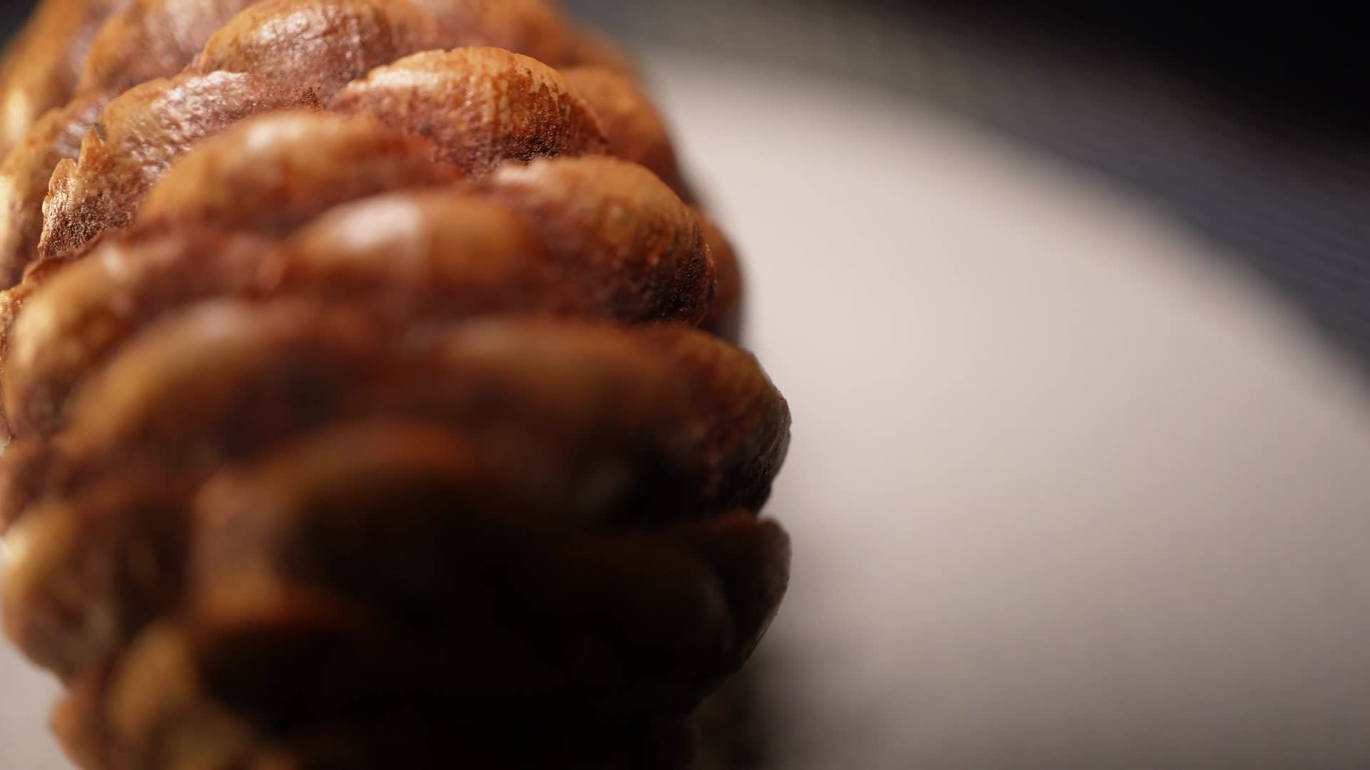 千层松松子松果松塔种子植物干燥标本视频的预览图
