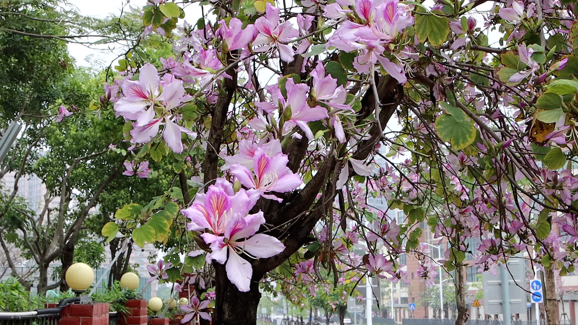 春天街头一树盛开的洋紫荆4K视频的预览图