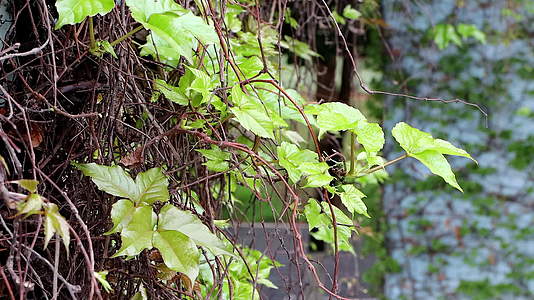 绿色藤蔓的小枝叶风中摇曳4K视频的预览图