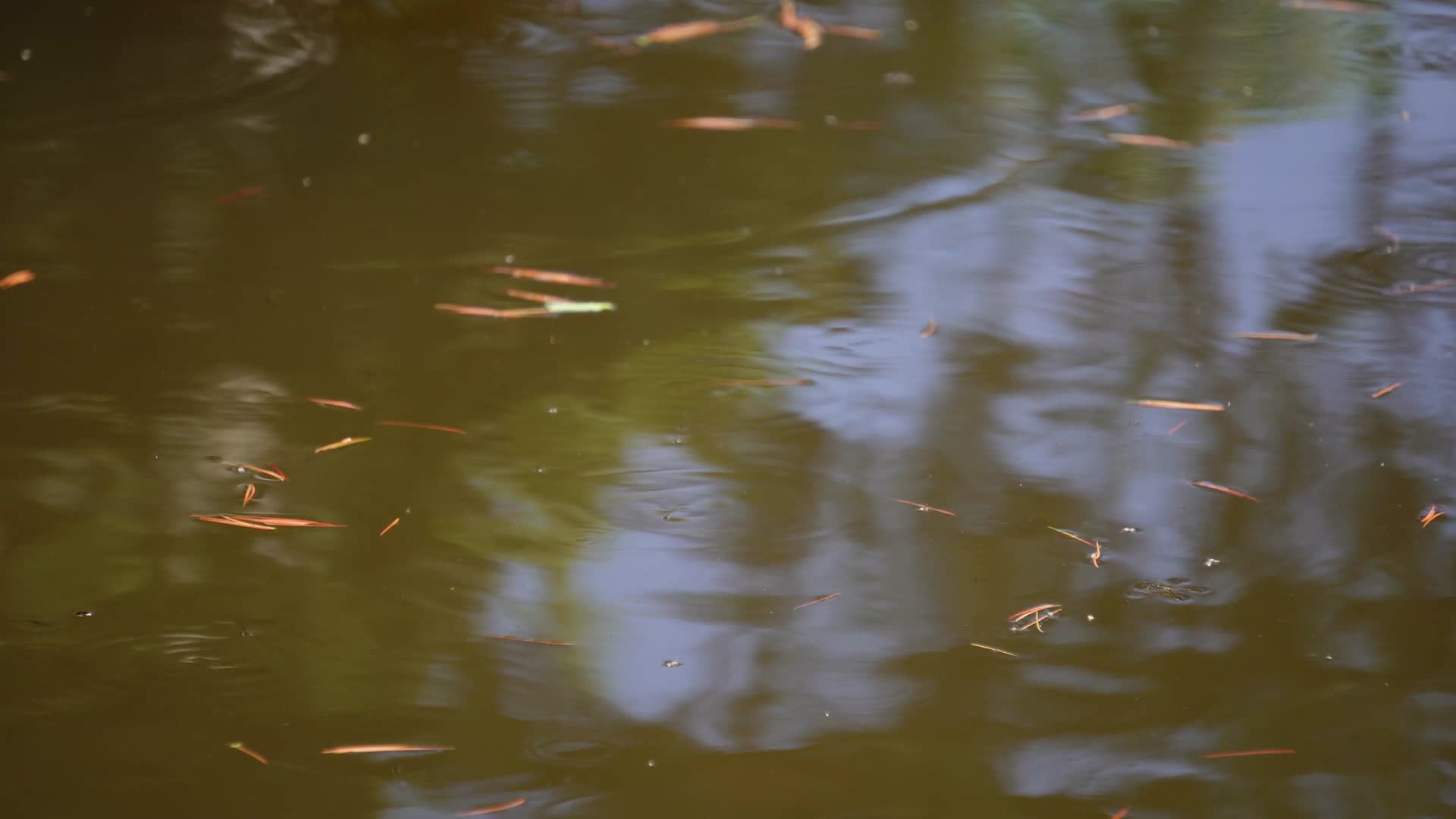 水池池塘鱼苗青蛙蝌蚪生态视频的预览图