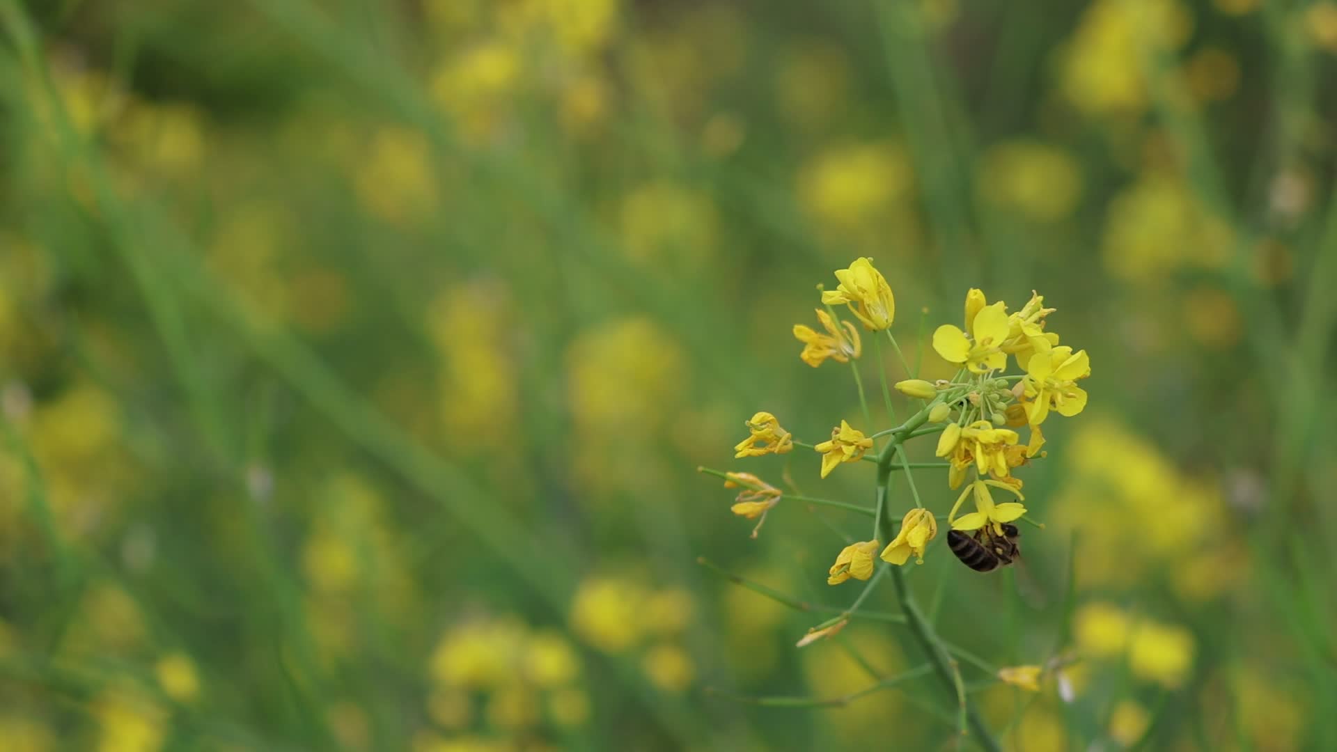 蜜蜂与油菜花视频的预览图