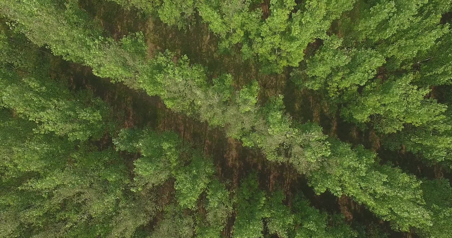 东阿鱼山森林航拍视频的预览图