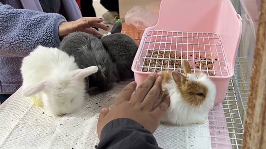 侏儒兔宠物兔长毛兔垂耳兔兔子视频的预览图
