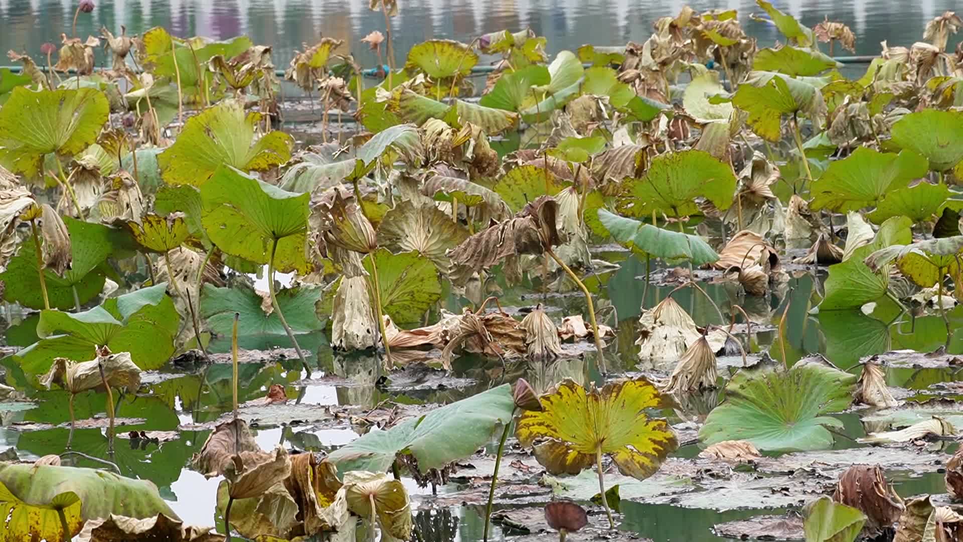 北海公园荷花池干枯的荷叶秋季枯萎凋零视频的预览图