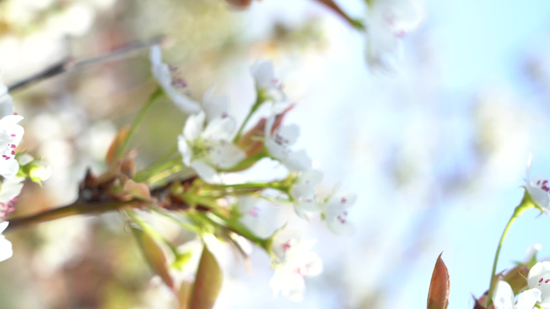 白色梨花视频的预览图