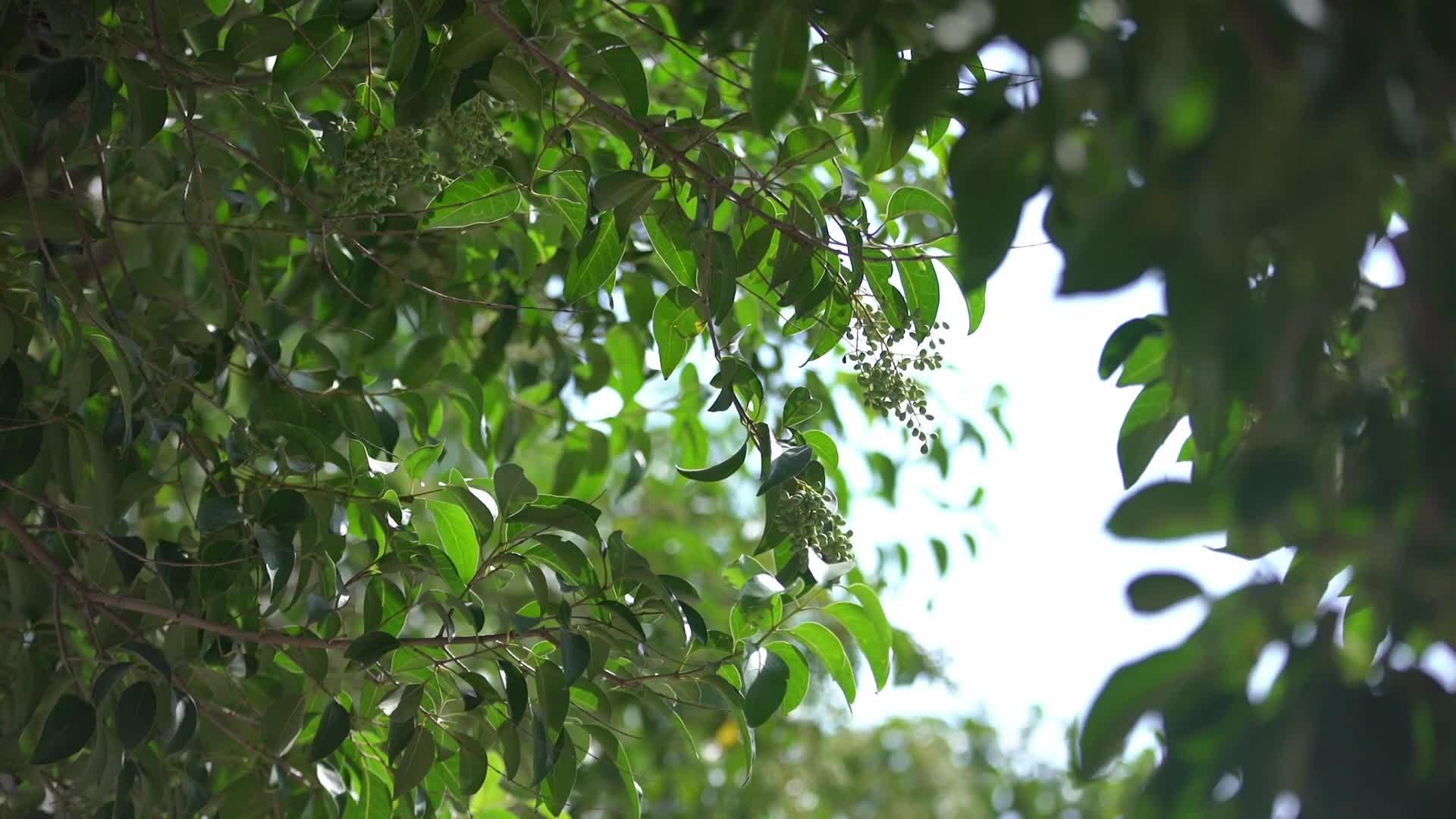 一组春季树叶绿意盎然视频的预览图