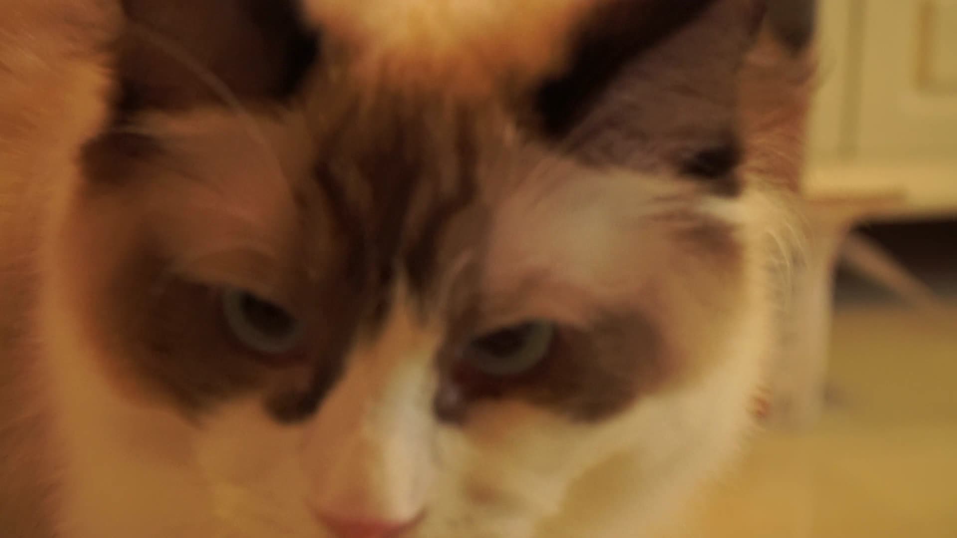 宠物猫咪布偶猫虎斑猫视频的预览图