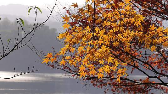 西湖黄色枫叶视频的预览图