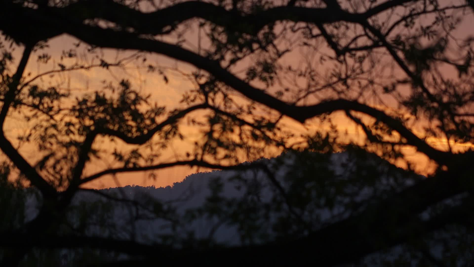 西湖长焦透过树叶看黄昏视频的预览图