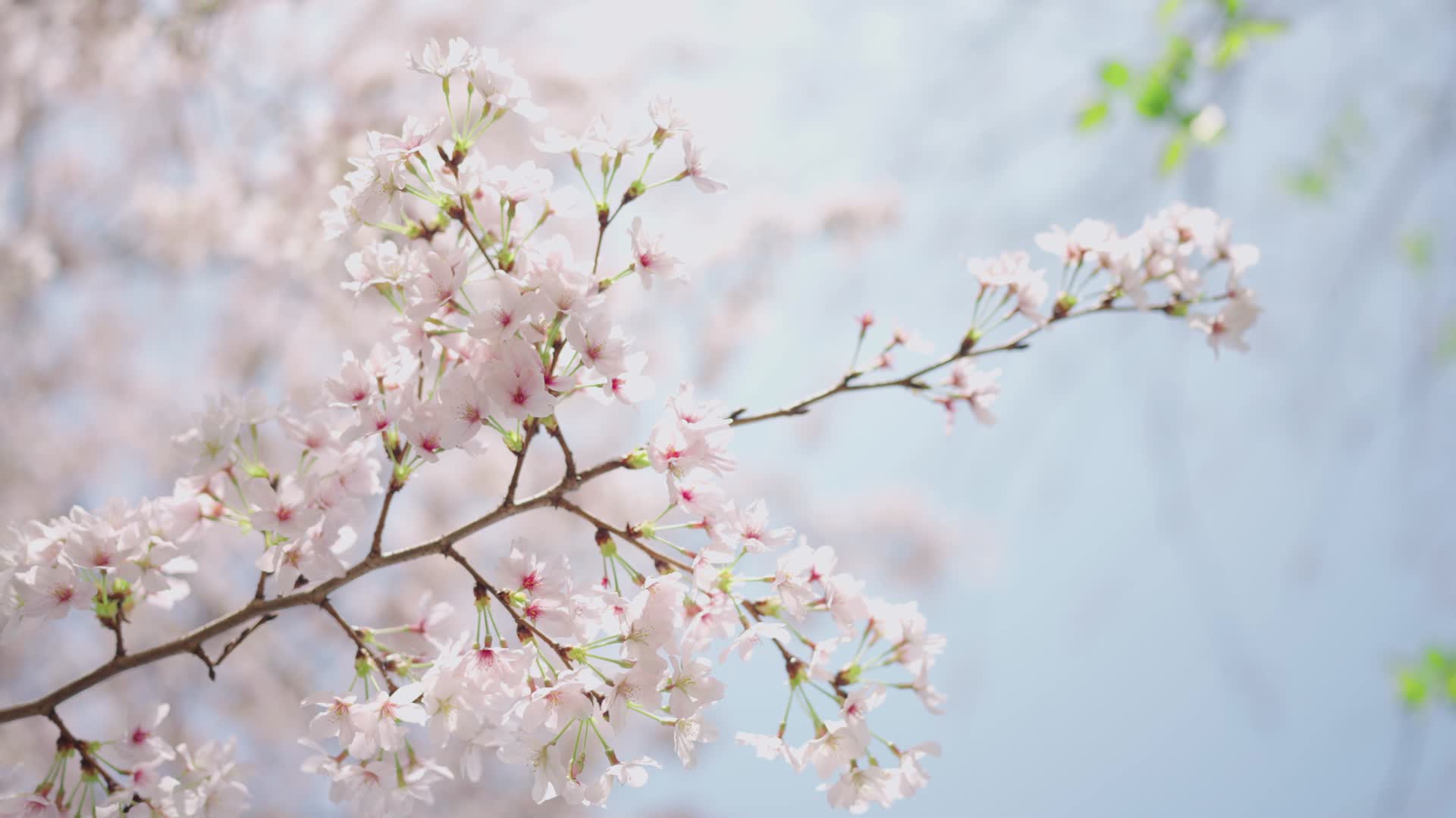 花团锦簇的樱花视频的预览图