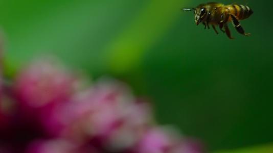 蜜蜂采蜜飞舞飞翔飞行特写蜂群视频视频的预览图