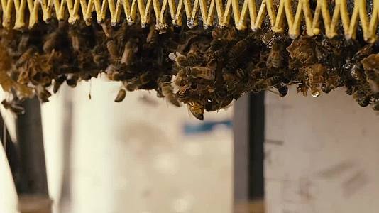 蜂蜜生产加工厂制作工艺过程视频视频的预览图