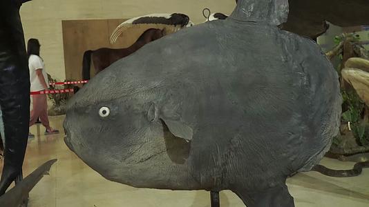 翻车鱼深海鱼类标本模型视频的预览图