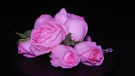 粉色玫瑰花鲜切花鲜花花卉花朵视频的预览图