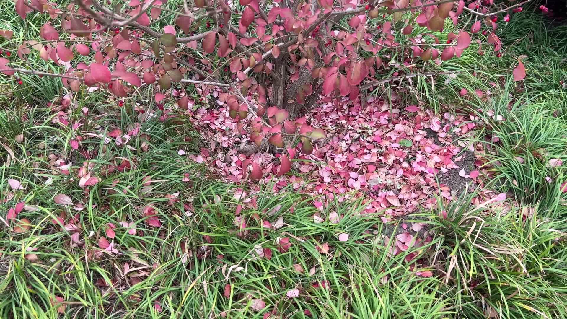 公园里的各种植物树木树叶红叶秋季秋景视频的预览图