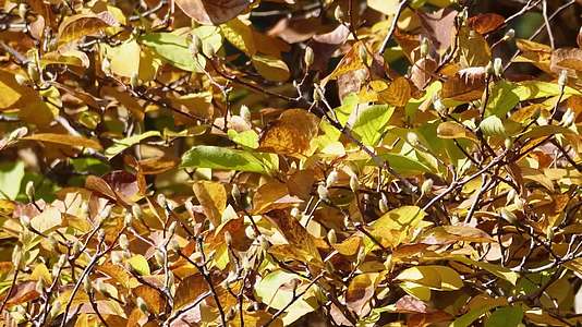 干枯黄叶枯叶秋季深秋风景空镜视频的预览图