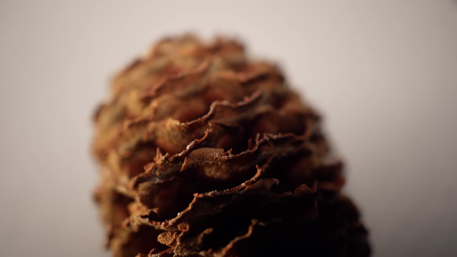 蜂巢果松塔种子植物干燥标本视频的预览图