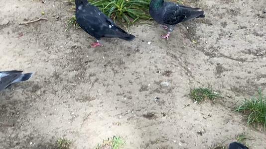 公园里喂鸽子养鸽子和平鸽鸟类赛鸽视频的预览图