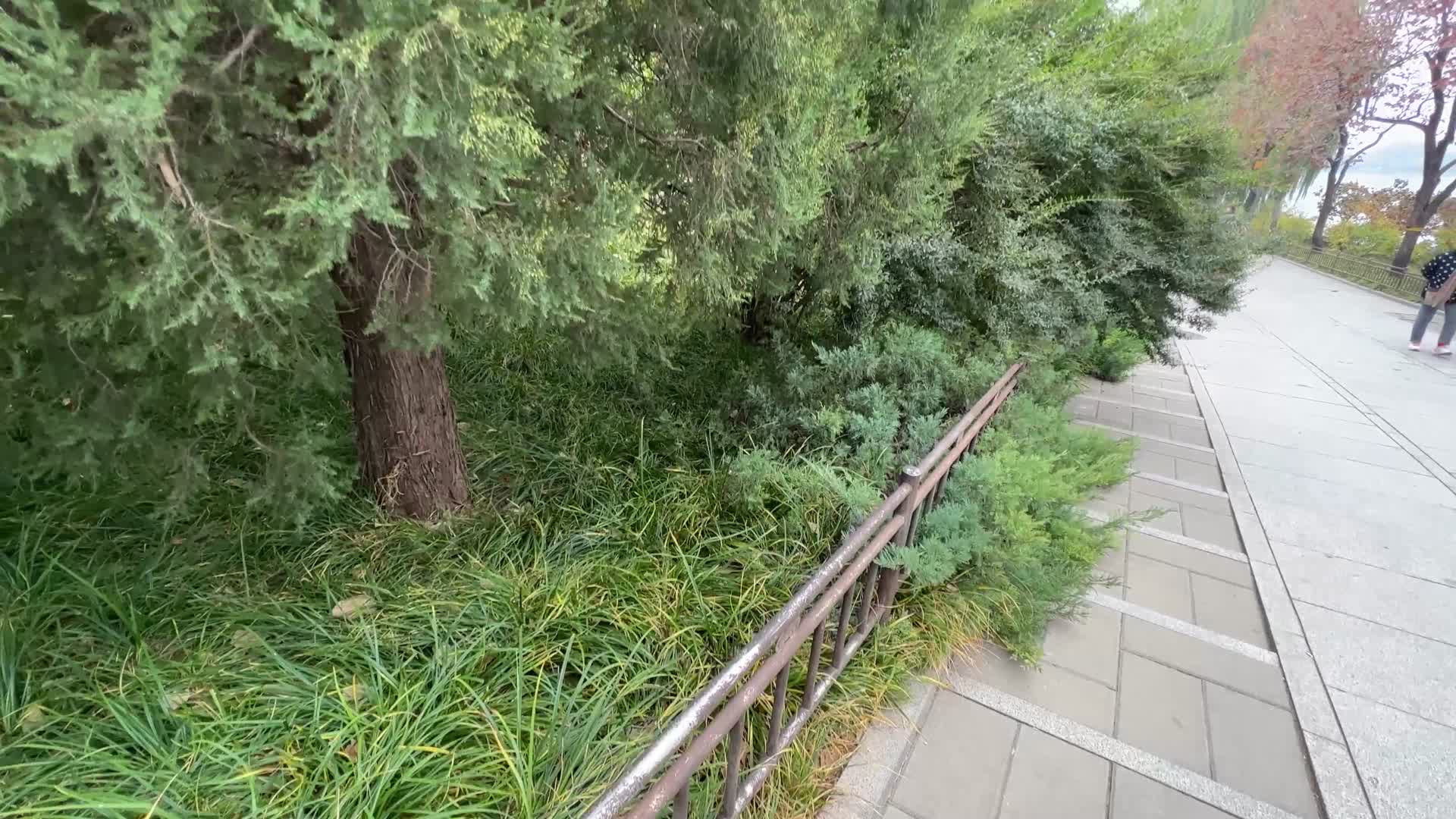 逛公园路边的塔松马尾松松子松花粉松树视频的预览图
