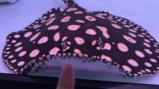 海缸水族馆海水鱼深海鱼海底世界视频的预览图