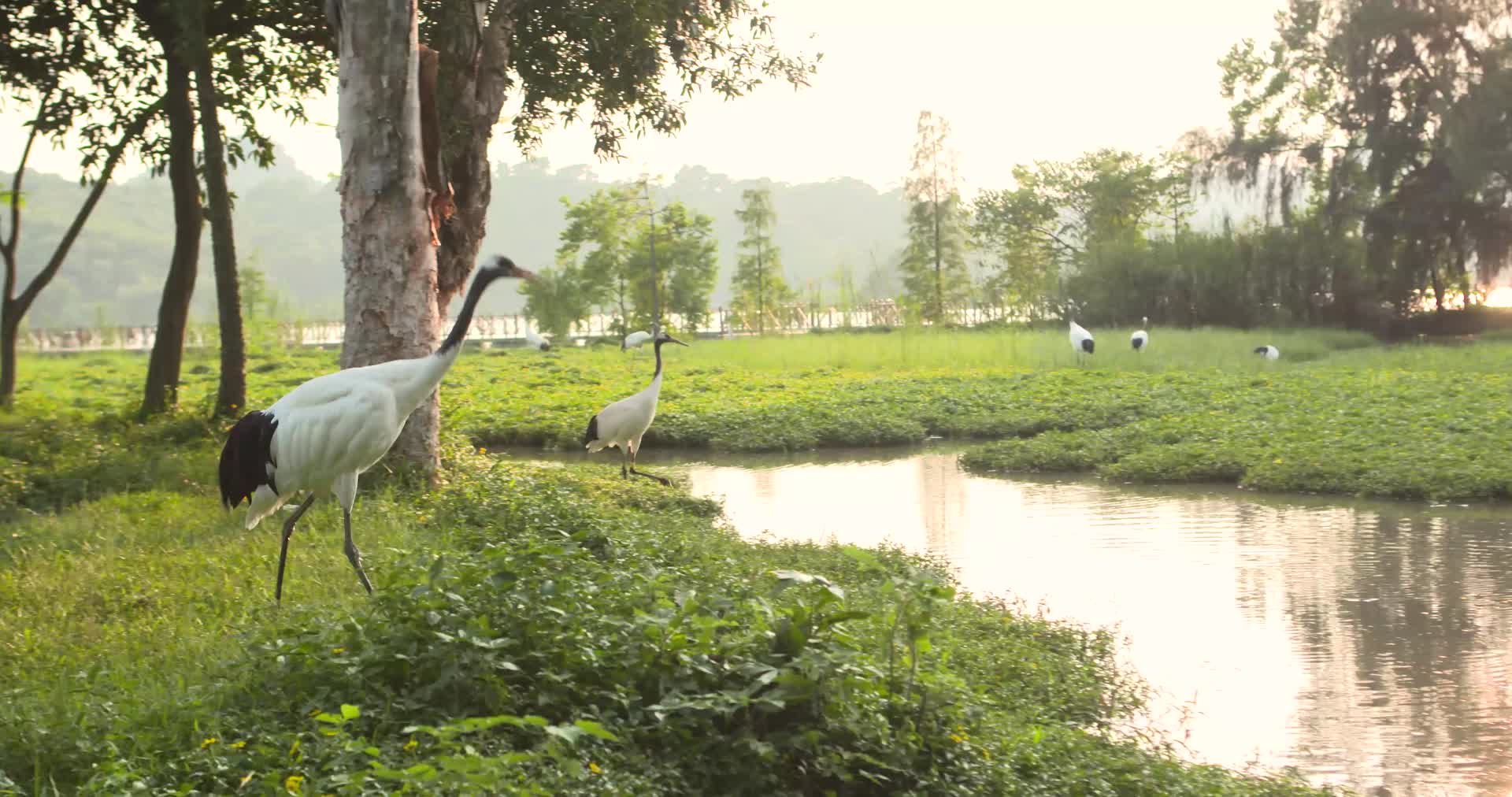 广东肇庆星湖国家湿地公园丹顶鹤视频的预览图