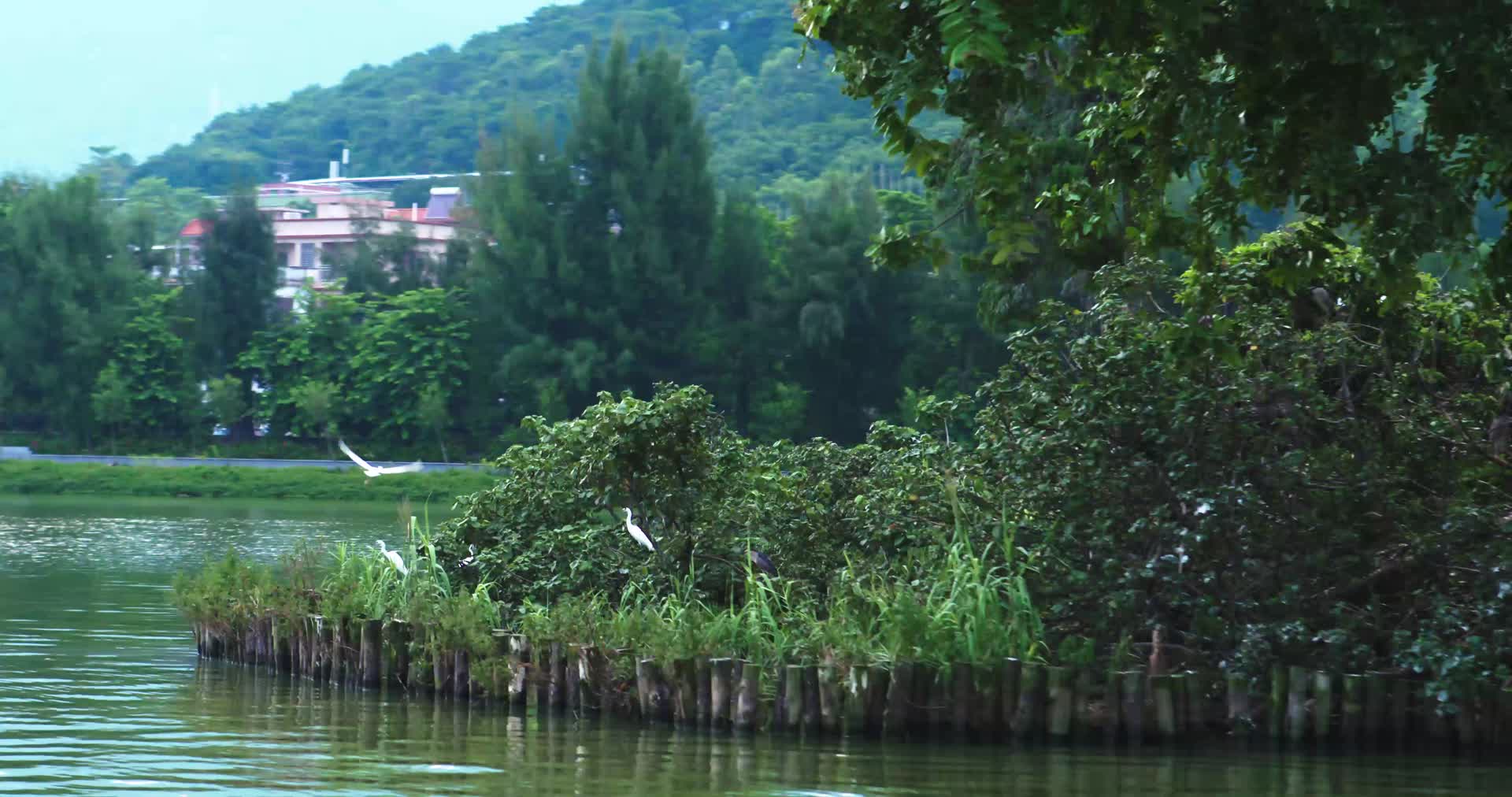 广东肇庆星湖七星岩景区视频的预览图