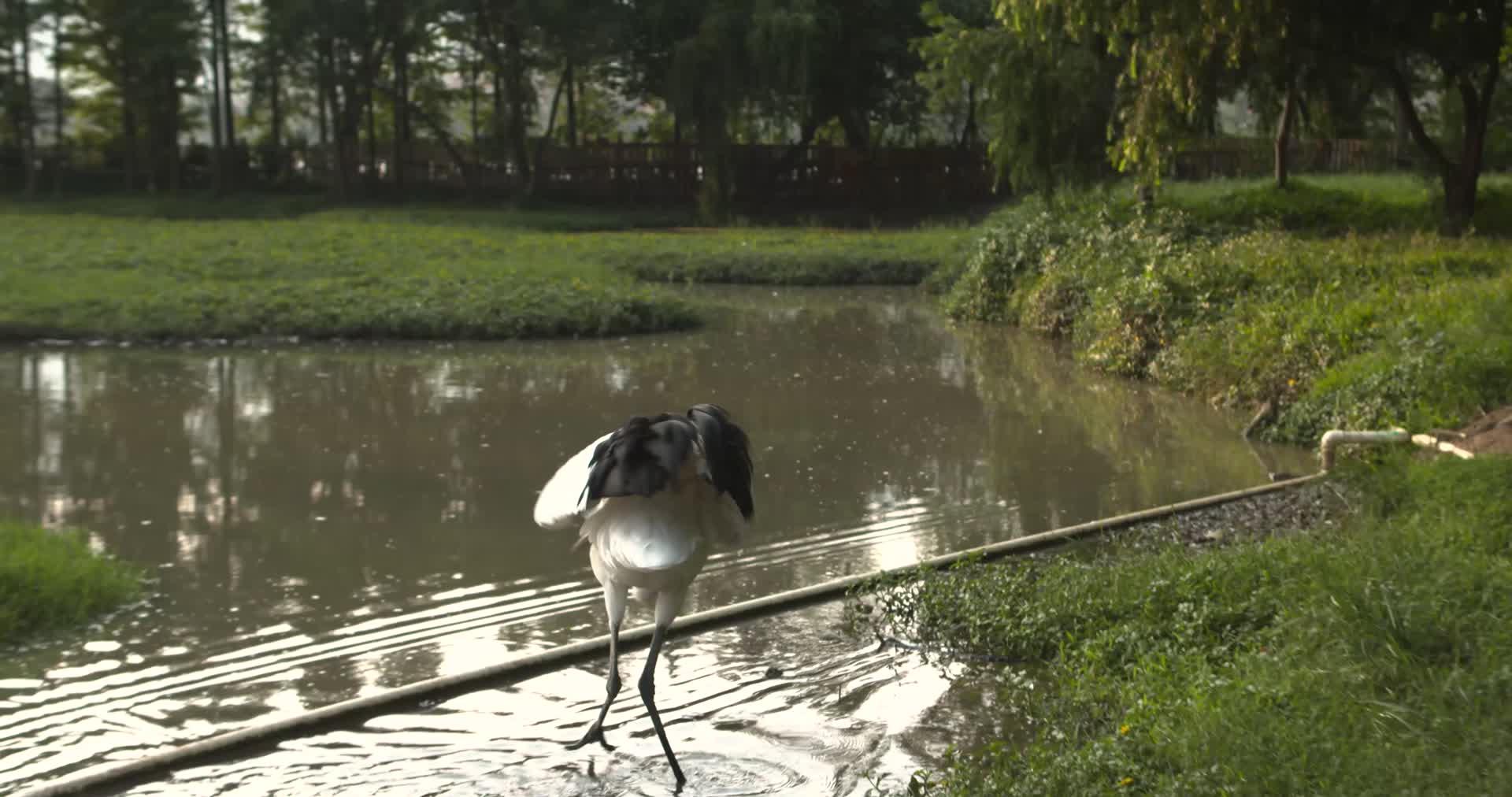 广东肇庆星湖国家湿地公园丹顶鹤视频的预览图
