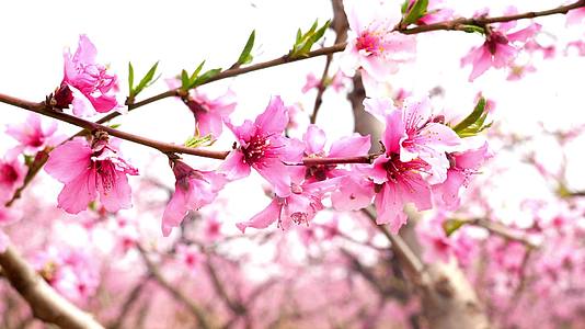 桃花开桃树桃花盛开特写粉色的花视频的预览图