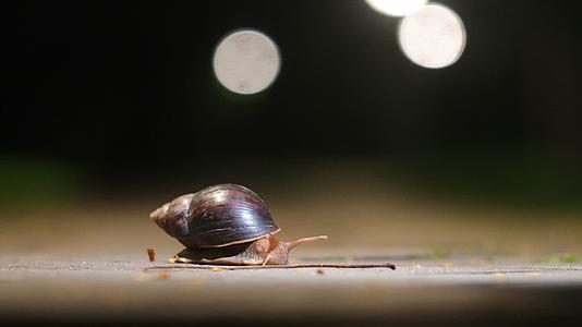 夜晚爬行的蜗牛视频的预览图