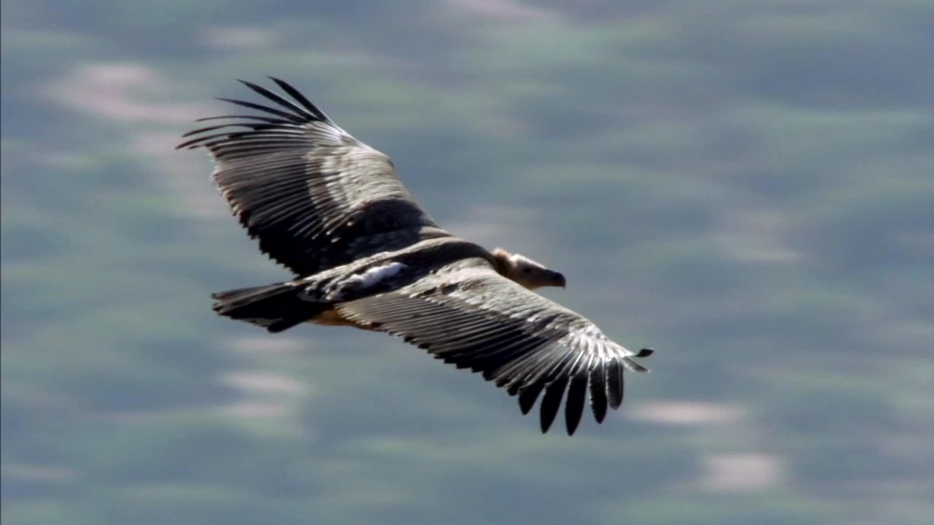 雄鹰飞翔视频的预览图