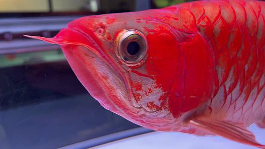 花鸟市场金鱼斗鱼热带鱼银龙鱼水族养鱼视频的预览图