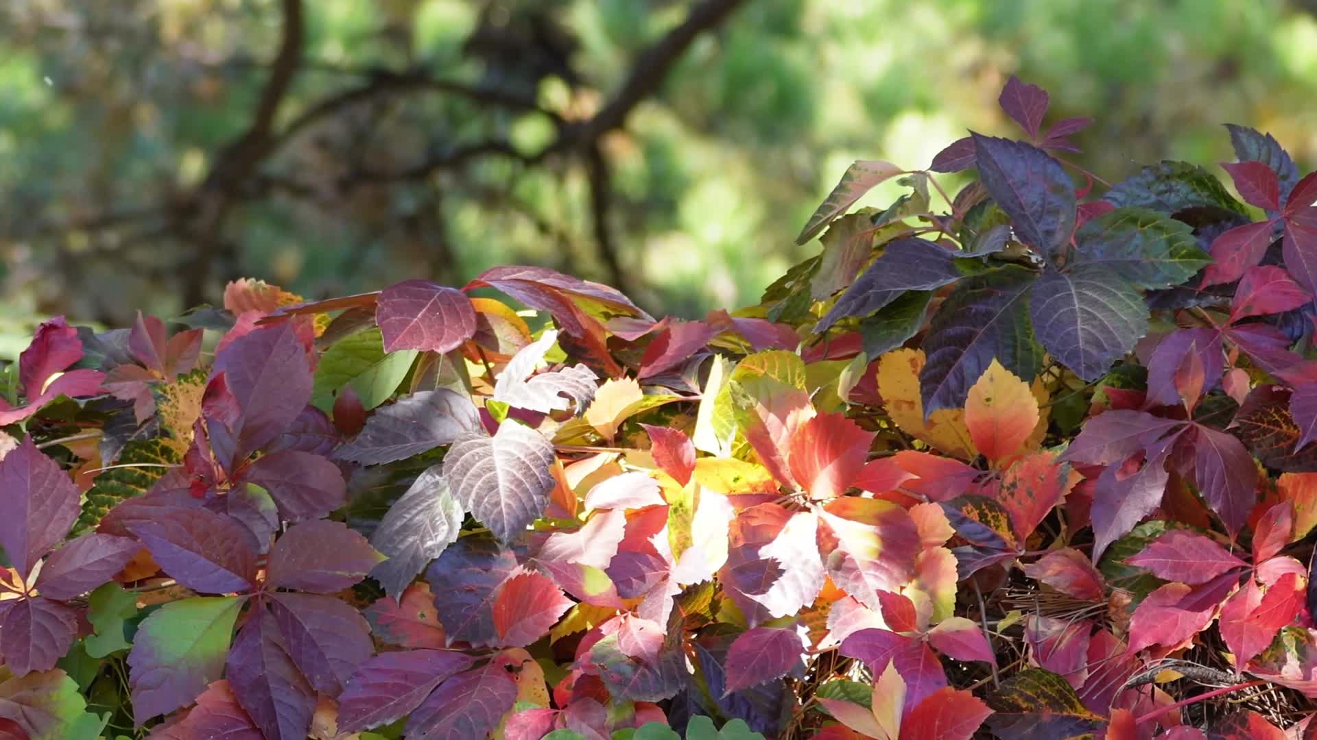 红色爬山虎映山红红叶秋季植物视频的预览图