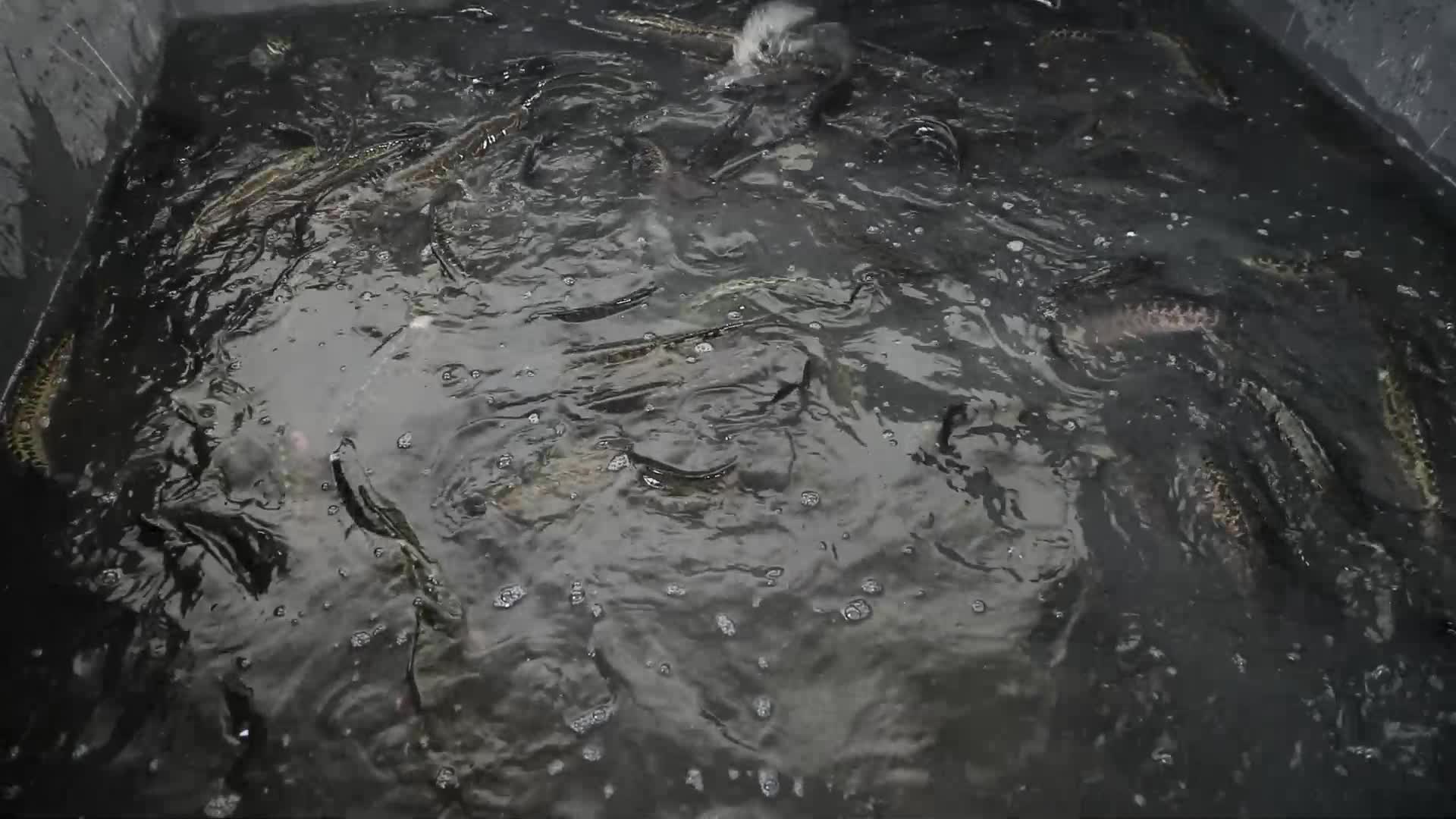 鲤鱼黑鱼黄骨鱼大鲤鱼黄辣丁乌鱼视频的预览图