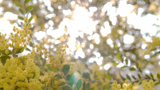4k实拍唯美树林树叶阳光照射逆光光影光晕视频的预览图
