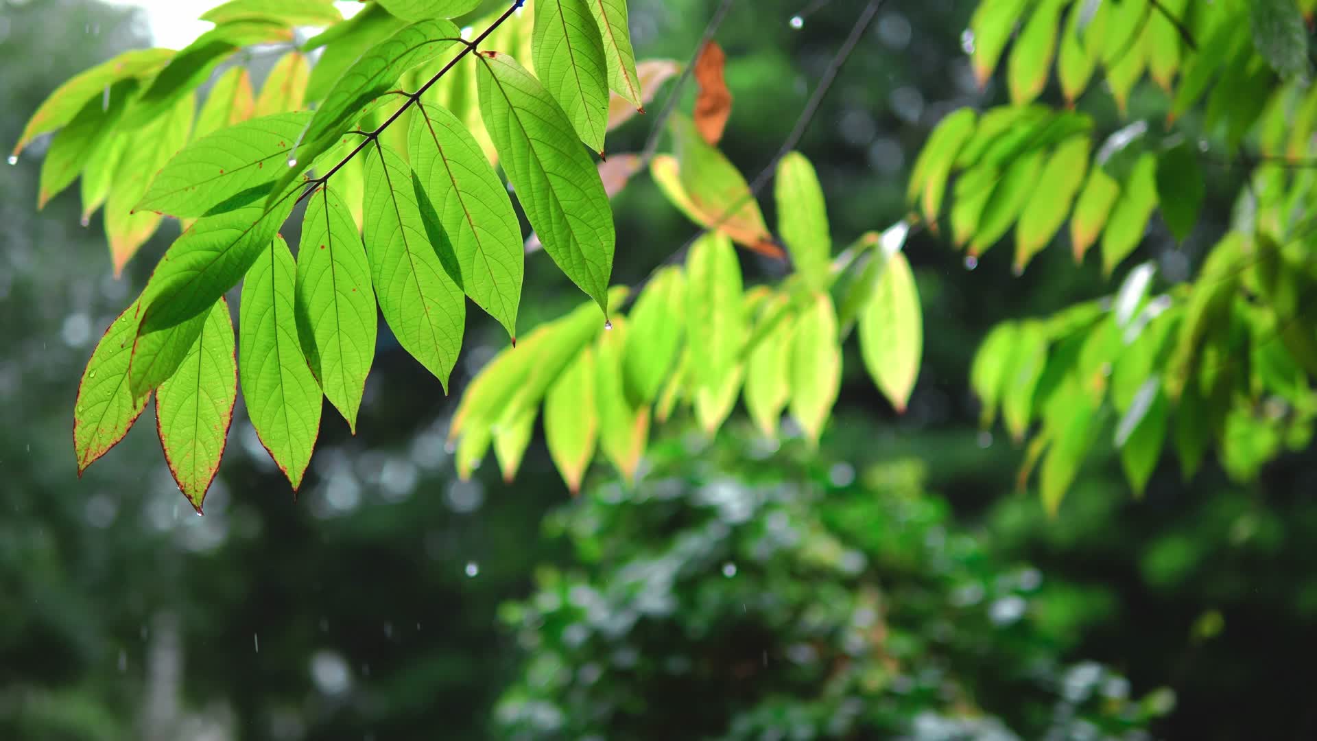 4k实拍唯美雨天雨水雨滴打在树叶视频的预览图