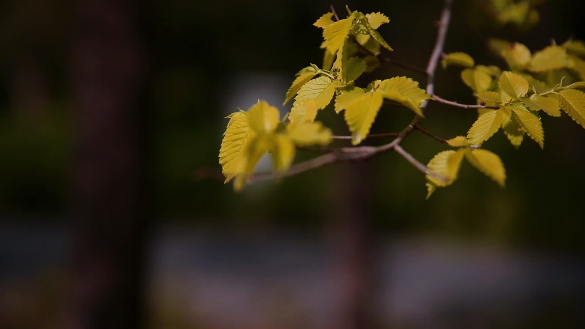 树叶空镜视频的预览图