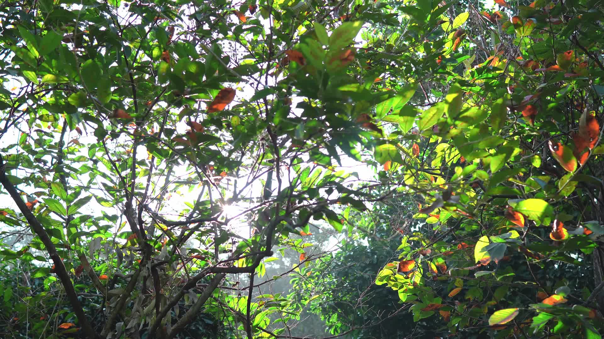 4k阳光透过植物树叶空镜头视频的预览图