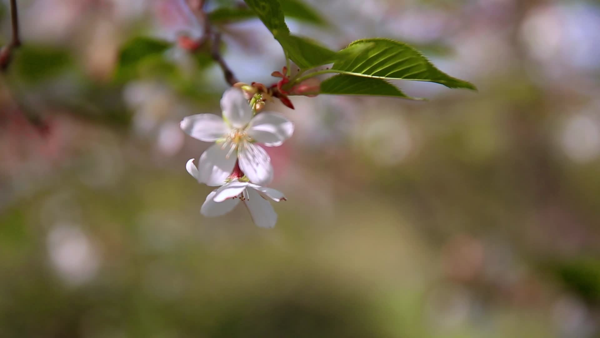 春花烂漫的季节视频的预览图