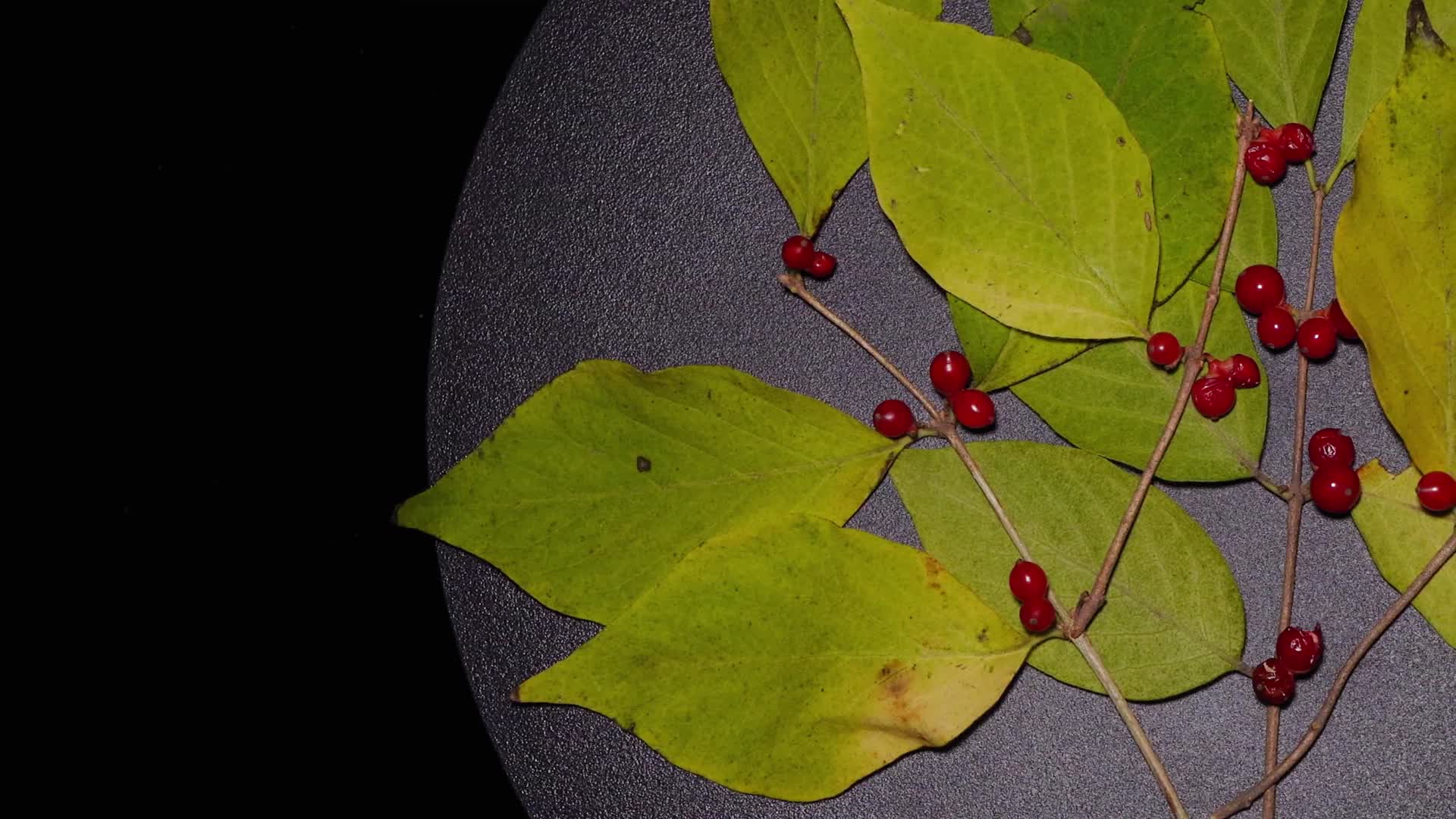 金银木金银忍冬红豆圣诞装饰植物标本树叶红色果实视频的预览图