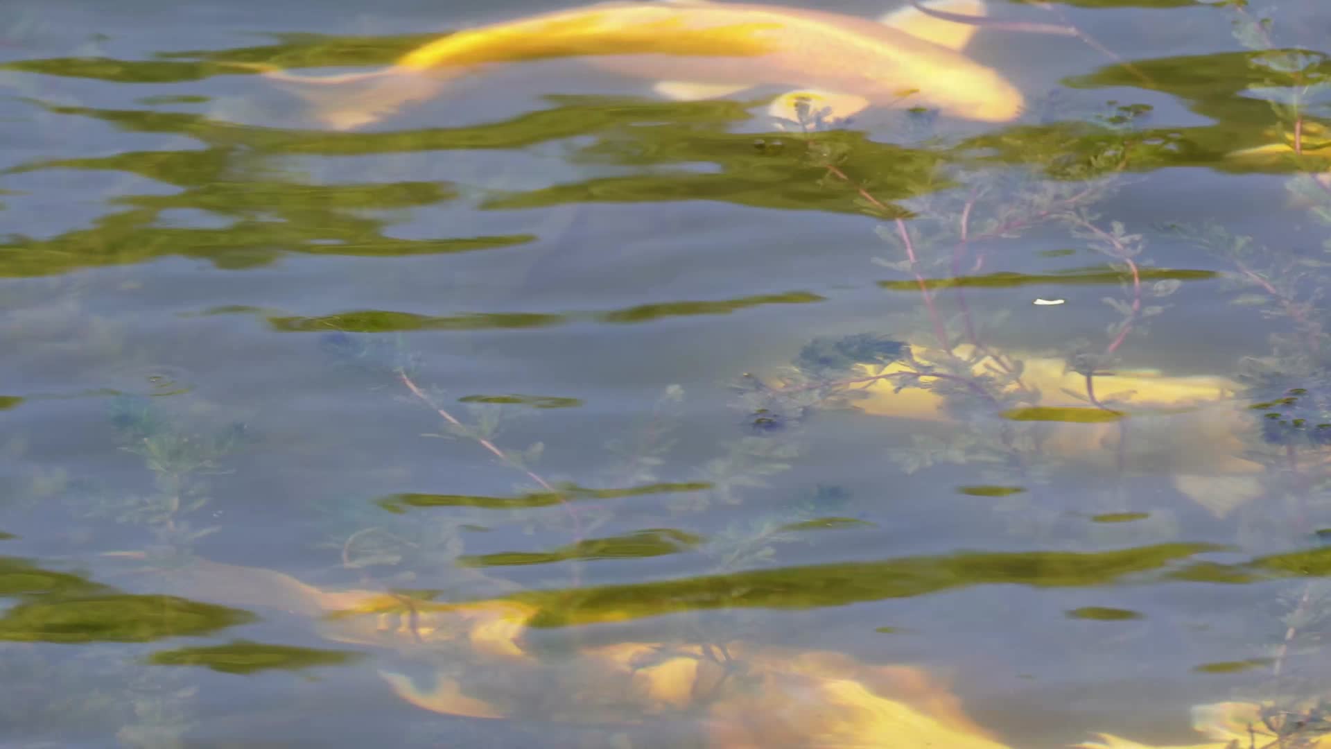 锦鲤金鱼鲤鱼观赏鱼池塘养鱼视频的预览图