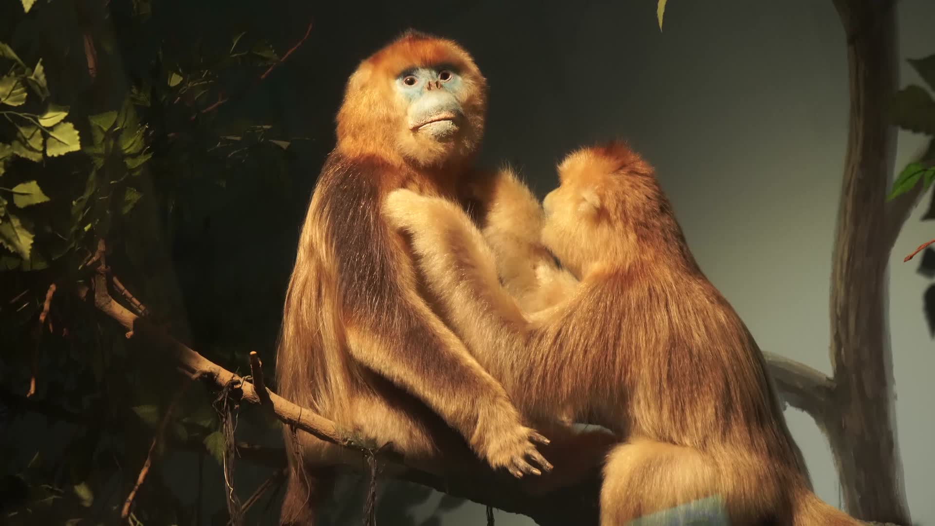 金丝猴狒狒拇指猴动物标本视频的预览图