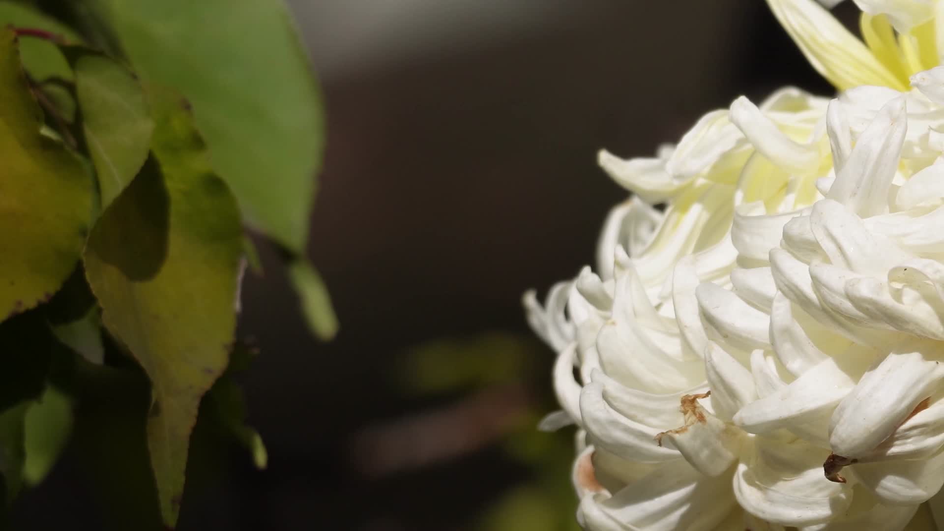 菊花赏菊花展鲜花秋季花卉植物视频的预览图